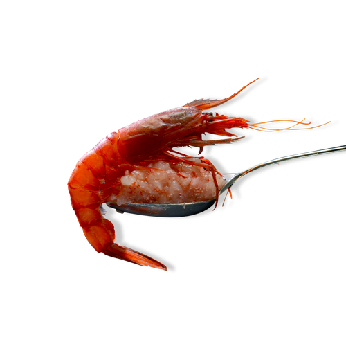 Tartare di Gambero Rosso del Mediterraneo - 480 g