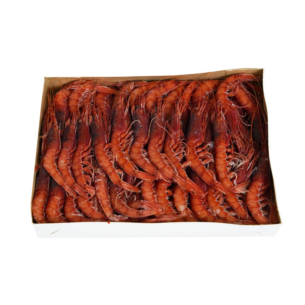 Red King Prawn BRONZE Red King Prawn BRONZE